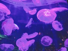 -石家庄海洋公园
