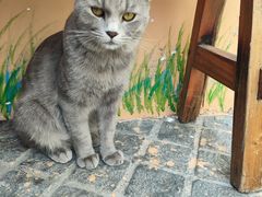-猫岛主趣味餐厅(鼓浪屿店)