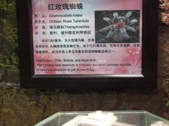 -上海大自然野生昆虫馆(东方明珠·爬宠昆虫探索中心)