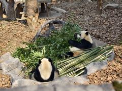 -都江堰中华大熊猫苑
