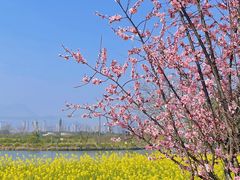 -三垟湿地