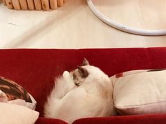 -猫亿天猫咖