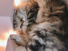 -猫儿山۰猫主题餐厅