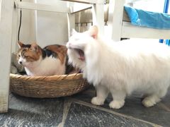 -Anne猫窝咖啡屋