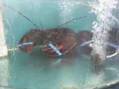 -四海鲜渔家菜(黄金海岸店)