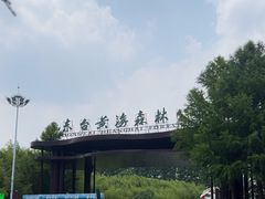 -黄海国家森林公园