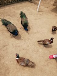 -萌宠亲子动物乐园(槐房万达店)