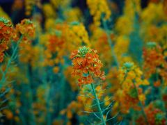 -中国天府农业博览园