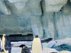 -珠海长隆海洋王国