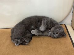 -贝康宠物医院·犬猫全科·小动物特色诊疗中心(东环路店)