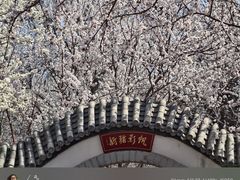 -桃花堤公园