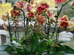 -金科花卉市场