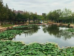 -前关湿地公园