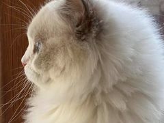 -东方名猫馆·英短金渐层布偶猫舍(环线广场1号楼店)