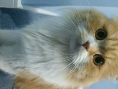 android_upload_pic-喵的天空名猫咖啡馆·撸猫·猫舍·用品