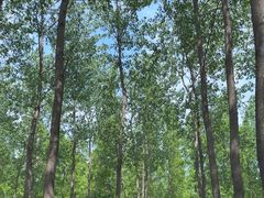 -黄海国家森林公园