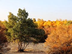 -金塔沙漠胡杨林景区