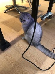 -D.z Salon 无痕接发潮店