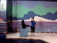 海狮表演-太平洋海底世界
