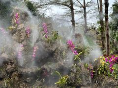 -东莞植物园