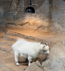 -Zoolung Zoolung动物主题公园(海信广场店)