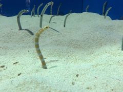 -上海海洋水族馆