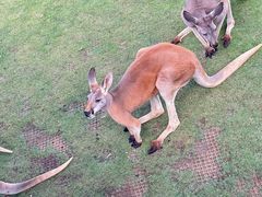 -西霞口神雕山野生动物世界