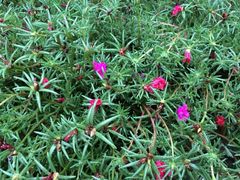 iphone_upload_pic-北京东方普罗旺斯薰衣草庄园