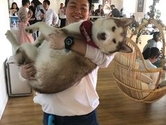 -Husky Go! 哈士奇体验馆·宠物咖啡厅狗咖