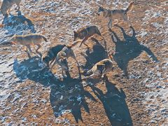 -鄂尔多斯野生动物园