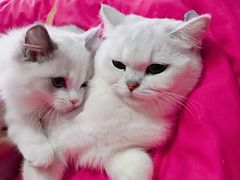 -Bastet sally猫舍购宠(静安店)