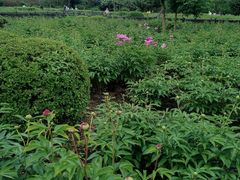 -黑龙江省森林植物园