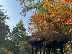 -上海醉白池公园