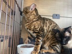 -Cappucimeow猫咪咖啡馆(韦伯时代店)
