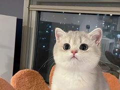 -猫十亿·布偶金渐层·曼基康矮脚猫舍(青年路店)