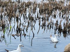 -洱海月湿地公园