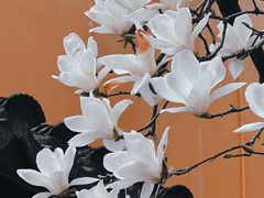 -龙华寺