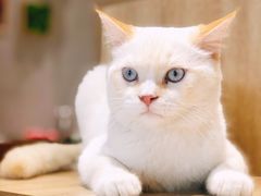 -藏猫猫咖啡主题馆(中央大道店)