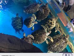 -烟台海昌鲸鲨海洋公园