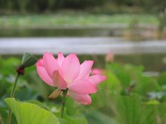 -青城公园