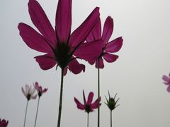 -松山湖梦幻百花洲