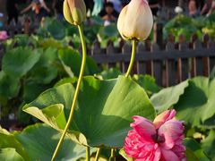 -莲花池公园