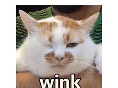 -平行世界·猫咖(首经贸店)