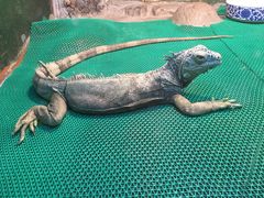 -上海大自然野生昆虫馆(东方明珠·爬宠昆虫探索中心)