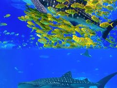 -珠海长隆海洋王国