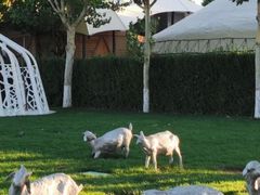 -九十九顶毡房(阜石路店)