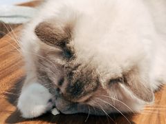 -瞄一喵猫咖(格力海岸店)
