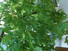 -金鼎轩(鸟巢北辰荟店)