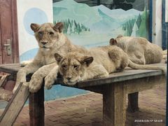 -大连森林动物园