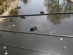 黑天鹅-长白岛森林公园